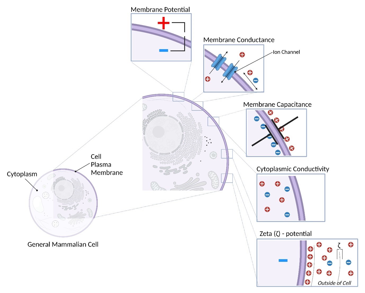 Diagram of mammalian cells
