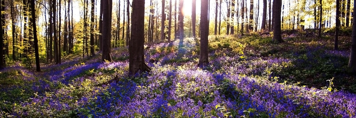 In memory - banner image with peaceful forest and bluebells