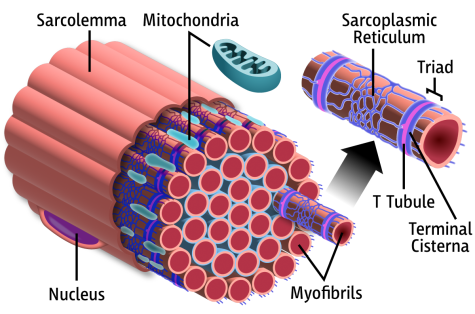 Mitochondria-diagram