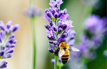 bees and nature bees on a lavender plant