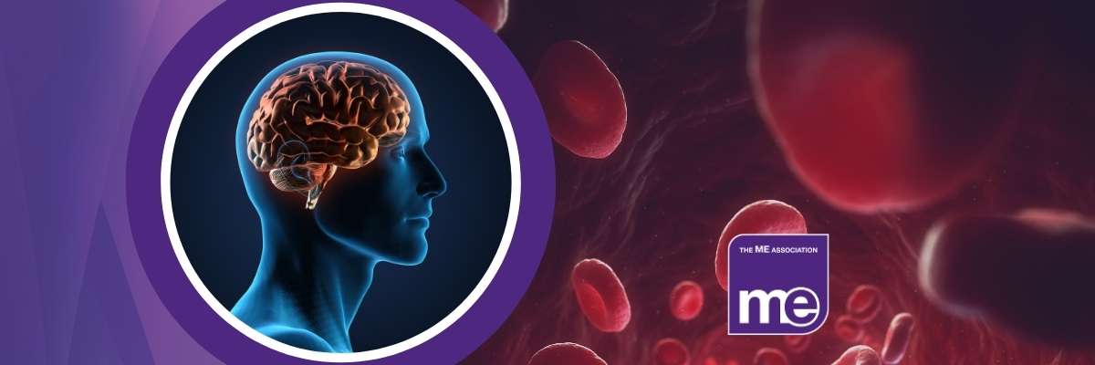 IMAGE DESCRIPTION: Graphic of a brain, and of blood cells.