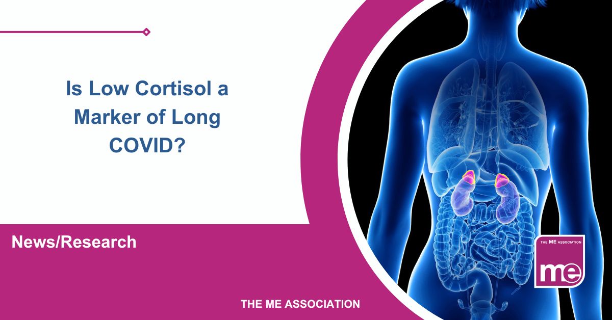 Image description: The picture shows a Xray view of a woman's body highlighting the adrenal glands in the body. MEA logo bottom right